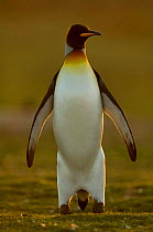 King penguin {Aptenodytes patagonicus} male displaying, Falkland Islands.