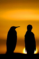 Two King penguins {Aptenodytes patagonicus} silhouetted at sunset, Falkland Islands.
