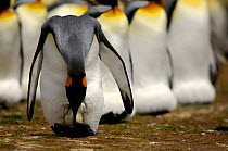King penguin{Aptenodytes patagonicus} adjusting egg balanced on its feet, Falkland Islands.