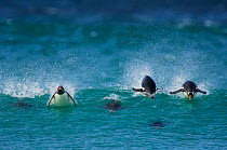 Gentoo Penguins {Pygoscelis papua} porpoising whilst travelling at high-speed, Falkland Islands.