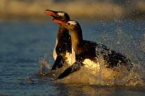 Gentoo Penguins {Pygoscelis papua} in shallow surf, switching from the horizontal swimming position to an upright walk as they come onto land, Falkland Islands.