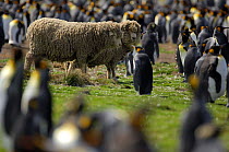 Two domestic sheep in King Penguin colony {Aptenodytes patagoni} Falkland Islands.