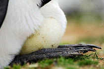 King penguin {Aptenodytes patagonicus} egg balanced on parent bird's feet, Falkland Islands.