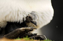 King penguin {Aptenodytes patagonicus} chick  balancing on parents feet, Falkland Islands.