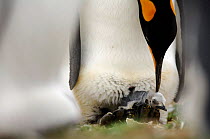King penguin {Aptenodytes patagonicus} with chick hatching out of egg, Falkland Islands.