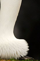 King penguin {Aptenodytes patagonicus} profile of stomach with fold keeping egg warm, Falkland Isalnds.