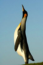 Ein männlicher Königspinguin (Aptenodytes patagonicus) richtet sich hoch auf, um mit einem lauten Ruf seinen Konkurrenten zu imponieren. | A male king penguin (Aptenodytes patagonicus) stands tall a...