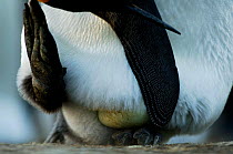King penguin {Aptenodytes patagonicus} balancing egg on feet, Falkland Islands.