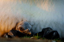 Newly hatched King penguin chick {Aptenodytes patagonicus} keeping warm, resting on parent's feet, Falkland Islands.