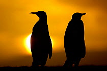Silhouette of two king penguins {Aptenodytes patagonicus} at sunset, Falkland Islands