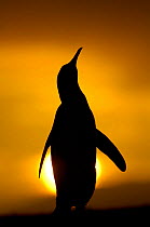 Silhouette of King penguin {Aptenodytes patagonicus} standing tall during display, at sunset, Falkland Islands.