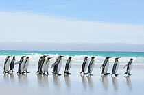 Group of king penguins {Aptenodytes patagonicus} profile walking in line along beach, Falkland Islands