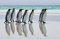 Group of King penguins {Aptenodytes patagonicus} walking in line along beach with reflection in wet sand, Falkland Islands.