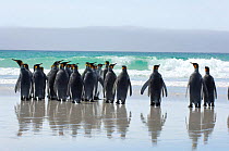 Group of King penguins {Aptenodytes patagonicus} rear view on beach, Falkland Islands.