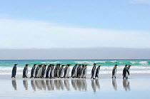 Group of King penguins {Aptenodytes patagonicus} walking in line along beach, Falkland Islands.
