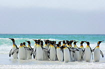 Group of King penguins {Aptenodytes patagonicus}  walking in shallow surf onto beach, Falkland Islands.