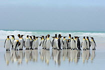 Group of King penguins {Aptenodytes patagonicus} walking up beach, Falkland Islands.