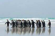 Group of King penguins {Aptenodytes patagonicus} profile walking along beach, Falkland Islands