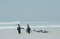 Group of King penguins {Aptenodytes patagonicus} in shallow surf, Falkland Islands.
