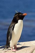 Rockhopper penguin {Eudyptes chrysocome} Falkland Islands