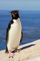 Rockhopper penguin portrait {Eudyptes chrysocome} Falkland Islands.