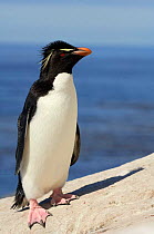 Rockhopper penguin {Eudyptes chrysocome} Falkland Islands.