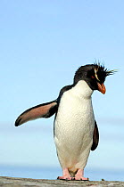 Rockhopper penguin {Eudyptes chrysocome} on wing extended, Falkland Islands.