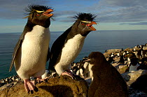 Rockhopper penguin {Eudyptes chrysocome} pair with chick, Falkland Islands.