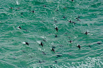 Rockhopper penguin {Eudyptes chrysocome} group of penguins porpoising in sea, Falkland Islands.