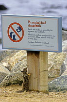 California ground squirrel {Spermophilus beecheyi} looking at sign 'Do not feed the animals' California,  USA