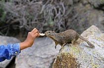 California ground squirrel {Spermophilus beecheyi} being hand fed, California, USA