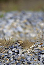 Kentish plover {Charadrius alexandrinus} on nest  Lesbos, Greece