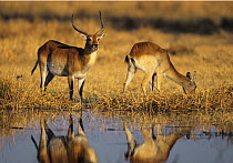 Male Lechwe {Kobus leche} testing urine of female, Moremi WR, Okavango delta, Botswana