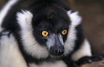 Black and white ruffed lemur {Varecia variegata variegata} Captive