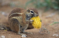 Cape group squirrel {Xerus inauris} feeding on small wild cucumber, Kgalagadi Transfrontier NP, South Africa