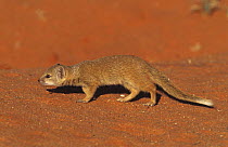Yellow mongoose {Cynictis penicillata} juvenile, Kalahari Gemsbok NP, South Africa