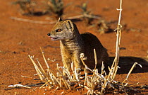 Yellow mongoose {Cynictis penicillata} Kalahari Gemsbok NP, South Africa