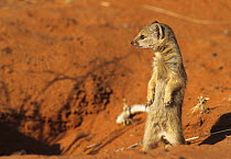 Yellow mongoose {Cynictis penicillata} juvenile at burrow entrance, Kalahari Gemsbok NP, South Africa