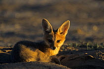 Cape fox portrait {Vulpes chama} Kalahari Gemsbok NP, South Africa