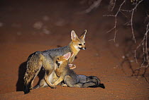 Cape fox {Vulpes chama} mothedr suckling cubs, Kalahari Gemsbok NP, South Africa