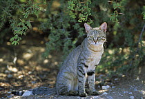 African wild cat {Felis sylvestris libyca} Kgalagadi Transfrontier NP, South Africa