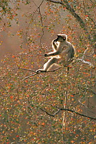 Contemplating Southern plains grey / Hanuman langur {Semnopithecus dussumieri} sitting in tree, Kumbhalgarh Wildlife Sanctuary, Rajasthan, India. WPY compeition 2005 winner.