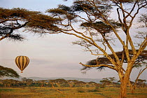 Tourists in Hot air balloon over the Serengeti NP, Tanzania, East Africa