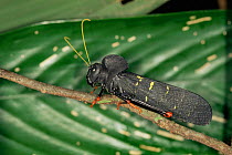 Close up portrait of Black rainforest grasshopper, probably poisonous as it has red and yellow coloration for warning or protection, tropical rainforst, Brazil, South America