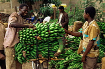 Matoke / Plantains (food bananas) transported by bicycle to market, Lake Manyara, Tanzania, East Africa