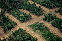 Aerial view over the rainforest showing transect deforestation, Manaus, Brazil, South America