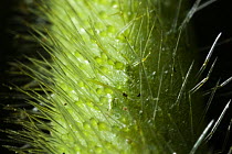 Giant Stinging Tree stem (Urticastrum gigas, also known as Dendrocnide moroides or Dendrocnide excelsa) - close-up of the hollow silica-tipped hairs, Australia
