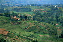 Farming landscape on land that was once tropical rainforest, South West Uganda, East Africa