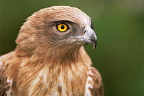Head portrait of Short toed eagle {Circaetus gallicus} Camargue, France