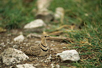 Two banded courser on nest {Cursorius africanus} Tanzania, East Africa